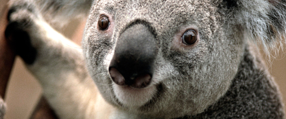 Koala Test With Space